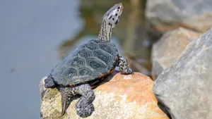 Diamondback Terrapinon Rocks Wallpaper