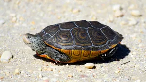 Diamondback Terrapinon Sand Wallpaper