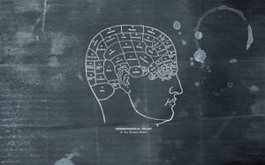 Different Parts Of Cerebral Cortex Wallpaper