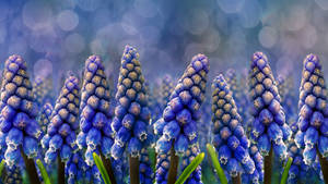 Digital Hyacinth Flowers Wallpaper