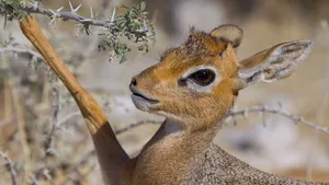 Dik Dik Antelope Up Close.jpg Wallpaper