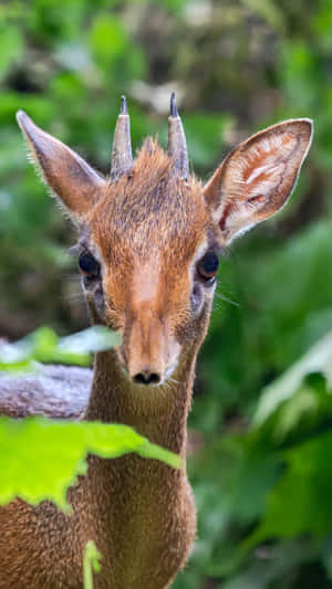 Dik Dik Portraitin Greenery Wallpaper