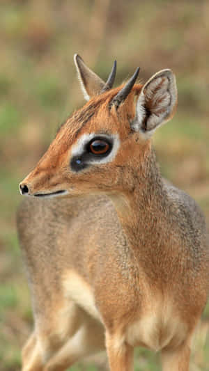 Dik Dik Portraitin Natural Habitat.jpg Wallpaper