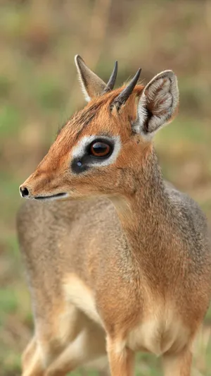 Dik Dik Portraitin Natural Habitat.jpg Wallpaper