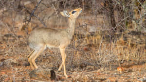 Dik Dikin Dry Brush Wallpaper