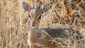 Dik Dikin Dry Grasslands.jpg Wallpaper