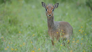 Dik Dikin Grassy Field.jpg Wallpaper