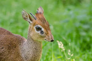 Dik Dikin Green Grass Wallpaper