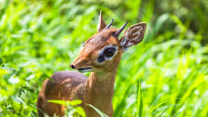 Dik Dikin Green Grass.jpg Wallpaper