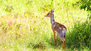 Dik Dikin Natural Habitat Wallpaper