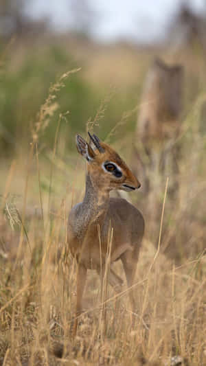 Dik Dikin Savanna Grass Wallpaper