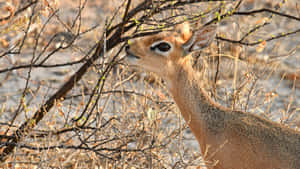 Dik Dikin Savannah Brush Wallpaper