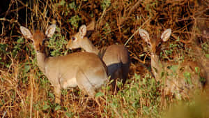 Dikdik_ Antelopes_in_ Natural_ Habitat.jpg Wallpaper