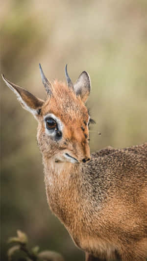 Dikdik_ Portrait_ Closeup.jpg Wallpaper