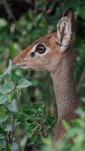 Dikdik Portraitin Greenery Wallpaper