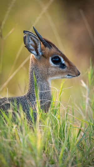 Dikdikin Grassland Habitat.jpg Wallpaper