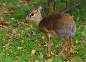 Dikdikin Natural Habitat.jpg Wallpaper