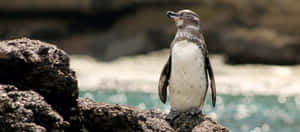 Diminutive Penguin Wallpaper