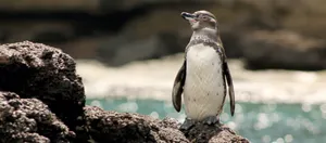 Diminutive Penguin Wallpaper