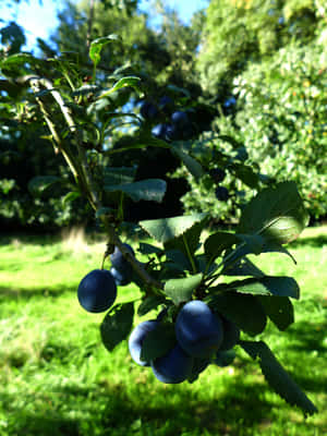 Dimly Lit Damson Plums Cluster On Branch Wallpaper