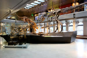 Dinosaur_ Exhibit_ Natural_ History_ Museum_ Los_ Angeles Wallpaper