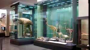 Dinosaur Exhibits Auckland Museum Wallpaper