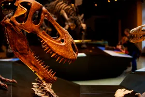 Dinosaur Skeleton Exhibit Natural History Museum L A Wallpaper