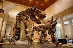 Dinosaur Skeletons Natural History Museum L A Wallpaper