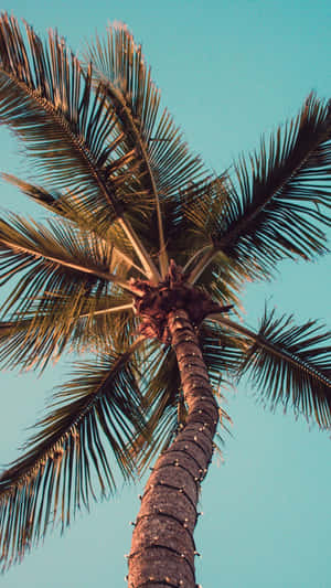 Discover Paradise On Your Iphone With These Palm Tree Wallpapers Wallpaper