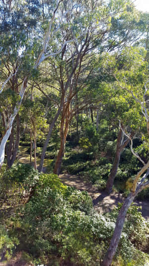 Discover The Beauty Of Blue Mountains National Park Wallpaper