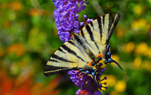 Discover The Beauty Of Butterfly Species Wallpaper