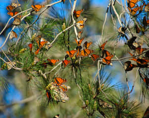 “discover The Joys Of Butterfly Watching” Wallpaper