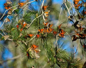 “discover The Joys Of Butterfly Watching” Wallpaper