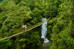 Discovering The Beauty Of Eco-tourism In A Serene Jungle Environment Wallpaper