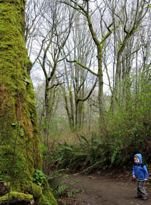 Discovery Park Trail Child Exploring Wallpaper