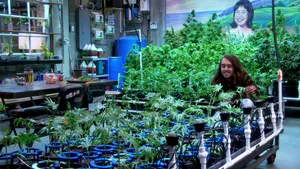 Disjointed Scene With Pete Wallpaper