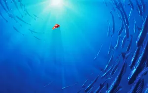 Disney 4k Nemo The Clown Fish Wallpaper