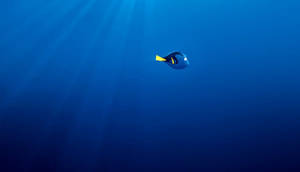 Disney Finding Dory Laptop Wallpaper