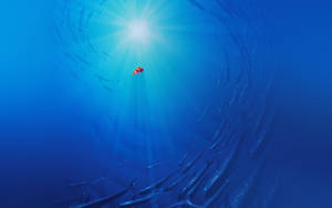Disney Finding Nemo Laptop Wallpaper