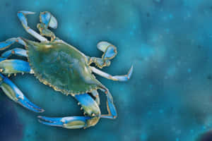 Distinguished Blue Crab On Shore Wallpaper