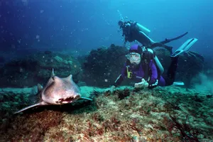 Diver Encounter With Stingray Wallpaper
