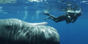 Diver_ Encountering_ Bowhead_ Whale Wallpaper