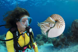 Diver Encounters Chambered Nautilus Wallpaper