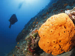 Diver Encounters Giant Sponge Wallpaper