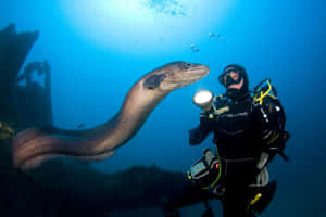 Diver Encounterwith Conger Eel Wallpaper