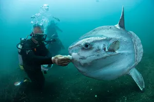 Diver Feeding Sunfish Underwater.jpg Wallpaper
