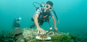 Diver_ Inspecting_ Sea_ Cucumber Wallpaper