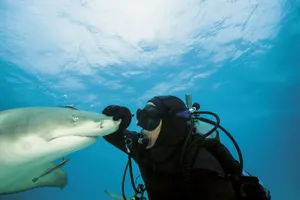 Diver Interacting With Lemon Shark Wallpaper