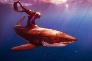 Diver Riding Tiger Shark Underwater Wallpaper