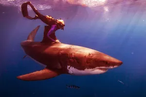 Diver Riding Tiger Shark Underwater Wallpaper